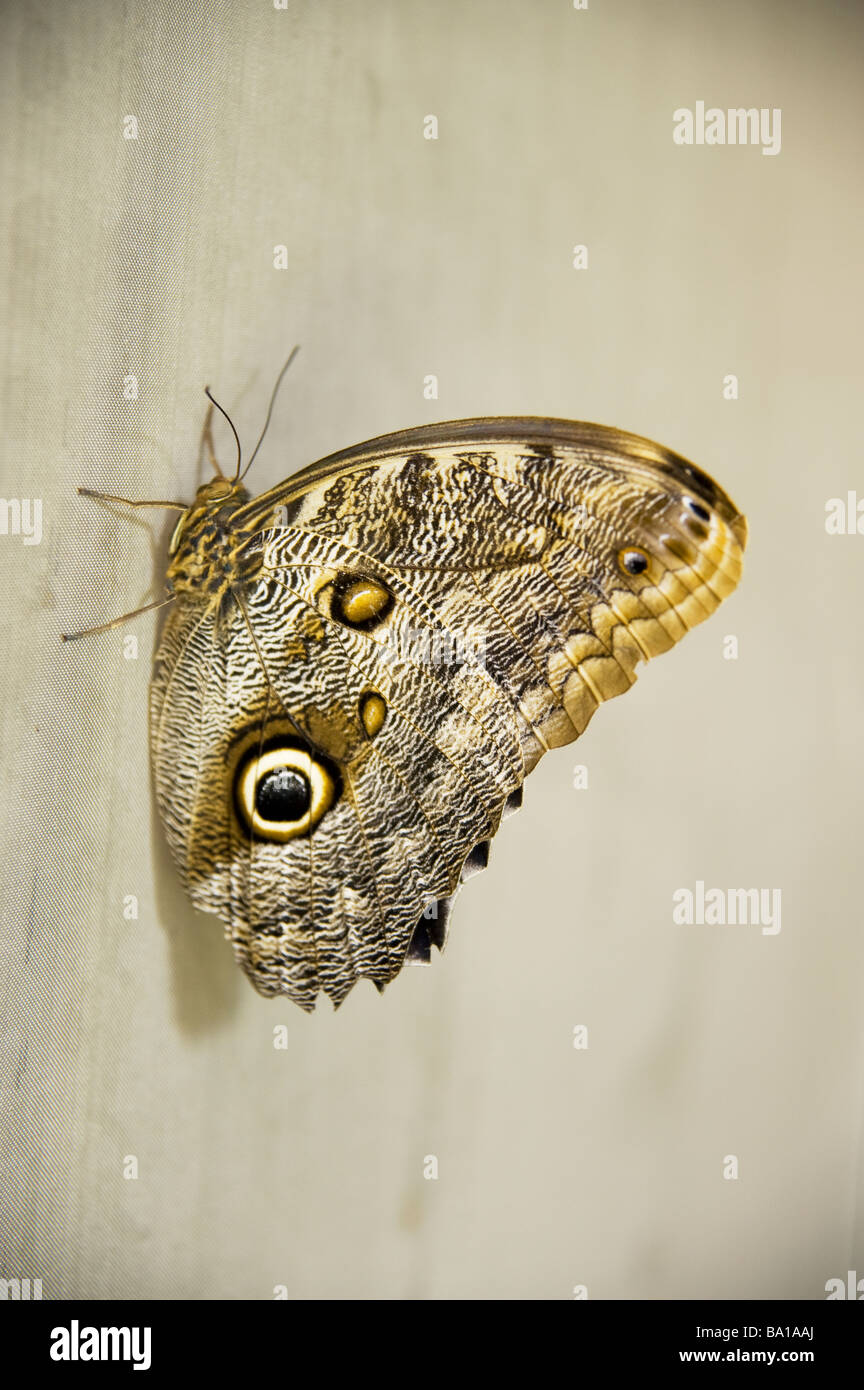 große braune und graue Schmetterling auf Wand mit Flecken Stockfoto