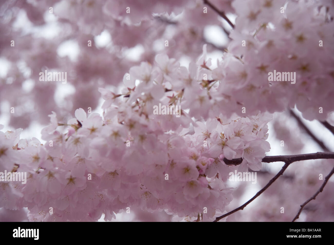 Kirschblüten hautnah rosa Blumen Kirsche Baum Stockfoto