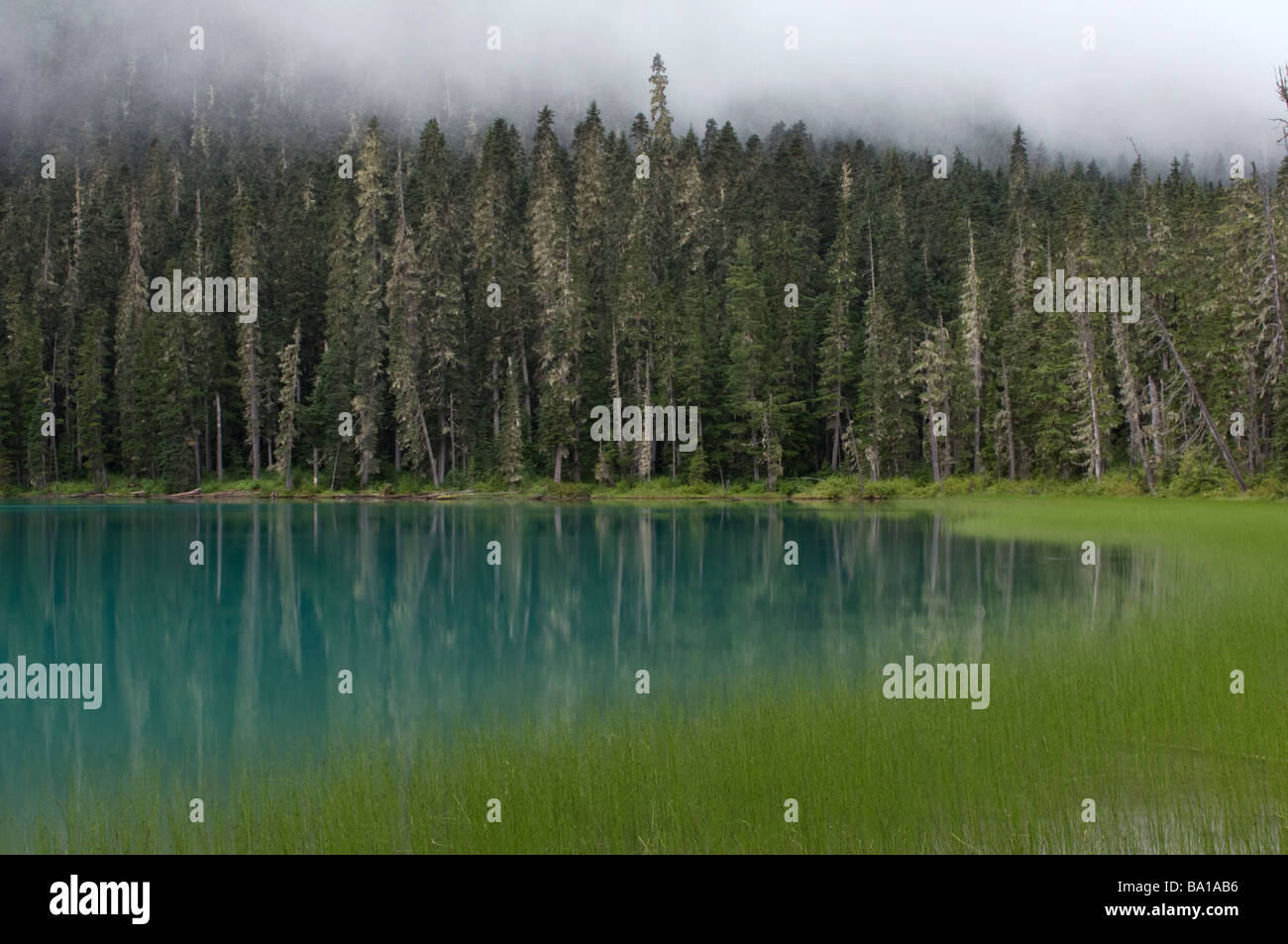 Blaue Gletschersee in einen immergrünen Wald British Columbia Kanada Stockfoto