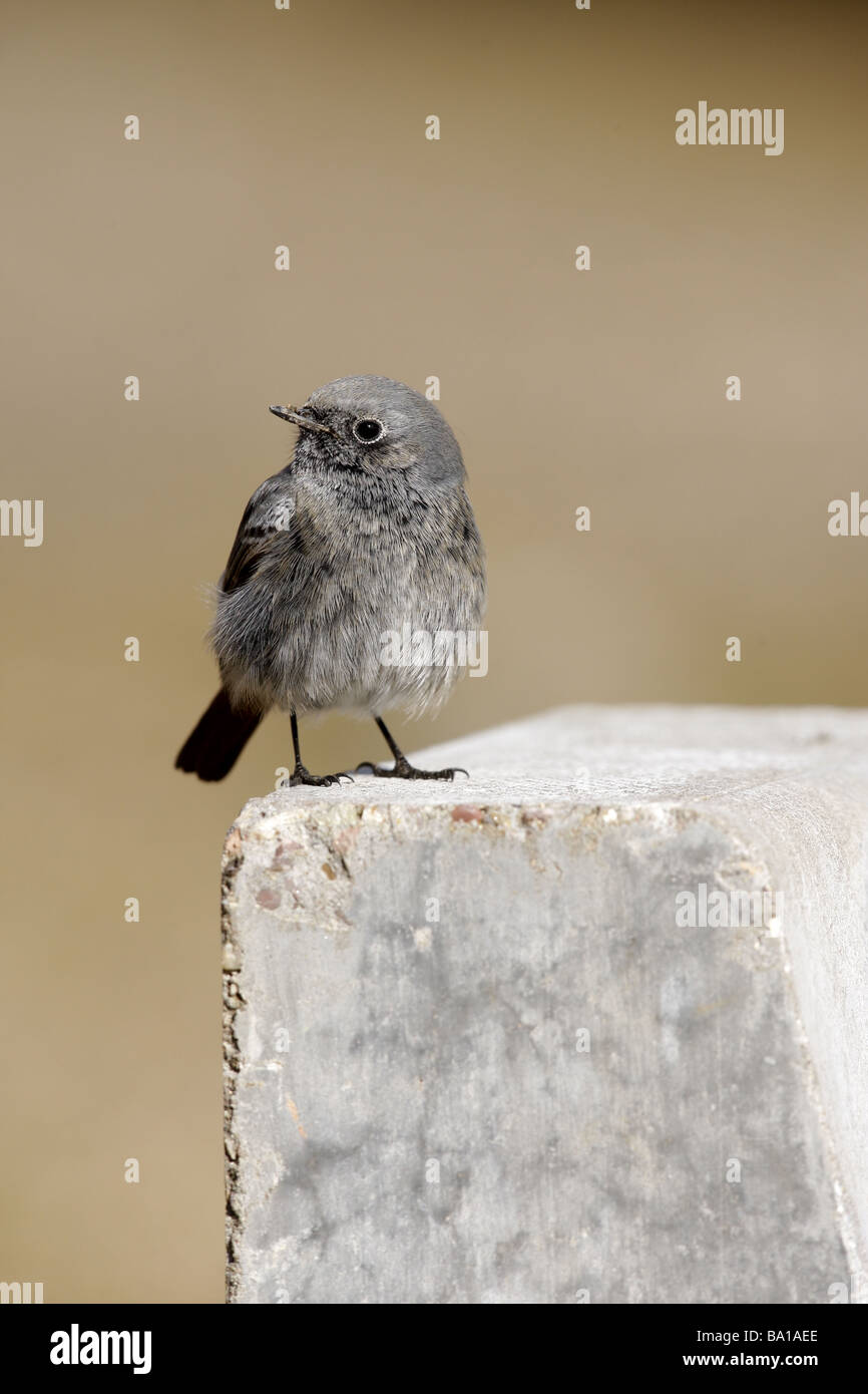 Hausrotschwanz Phoenicurus Ochruros männlichen Midlands winter Stockfoto