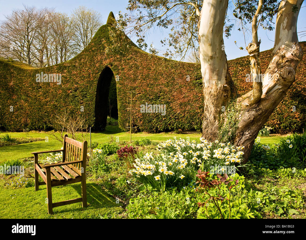 Narzissen, Sitz aus Holz und die getrimmte Cupressus Leylandii-Hecke zu spaßen Haus Stourton in der Nähe von Warminster Wiltshire England UK Stockfoto