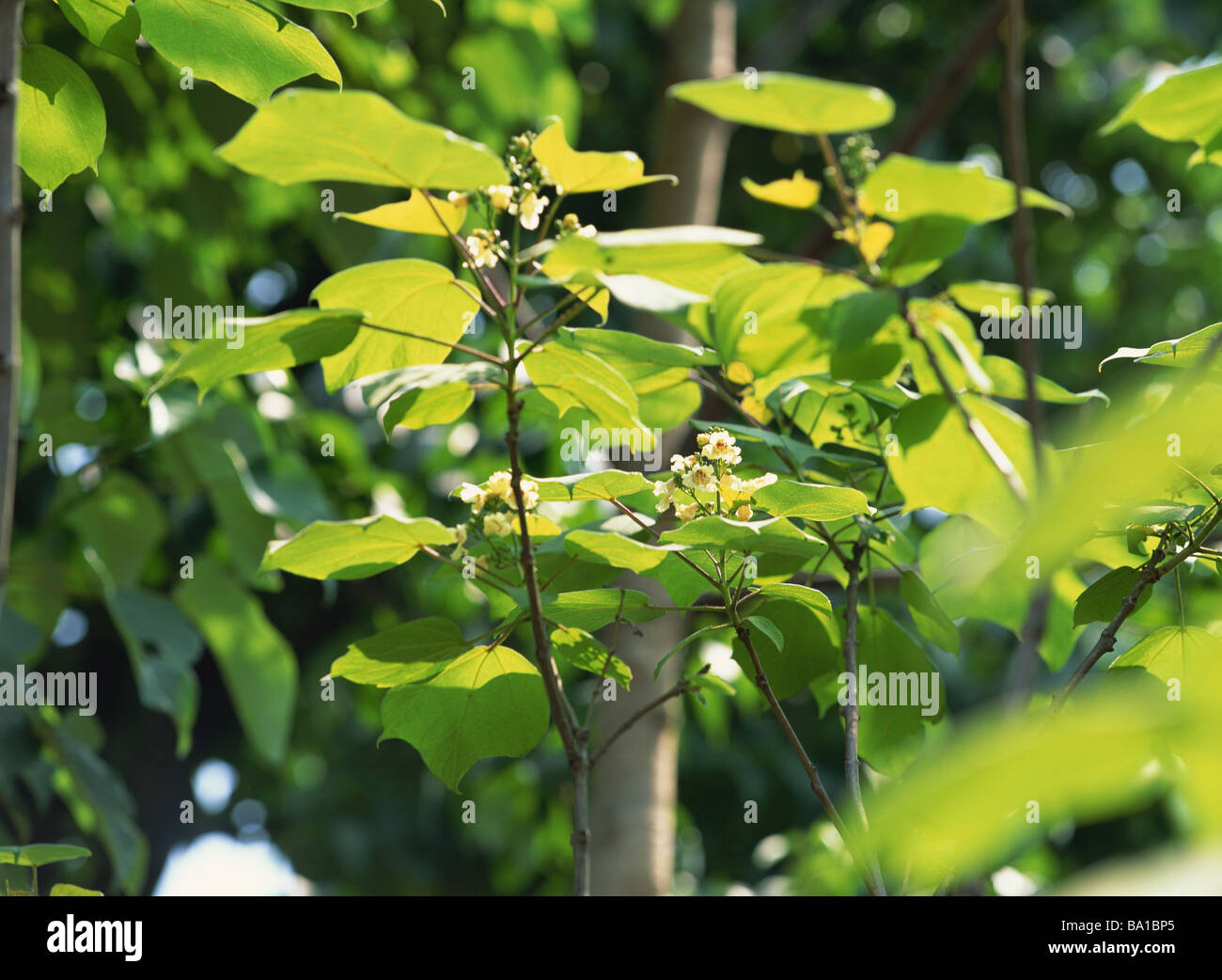 Blumen auf Catalpa oder indischen Bean Tree Stockfoto