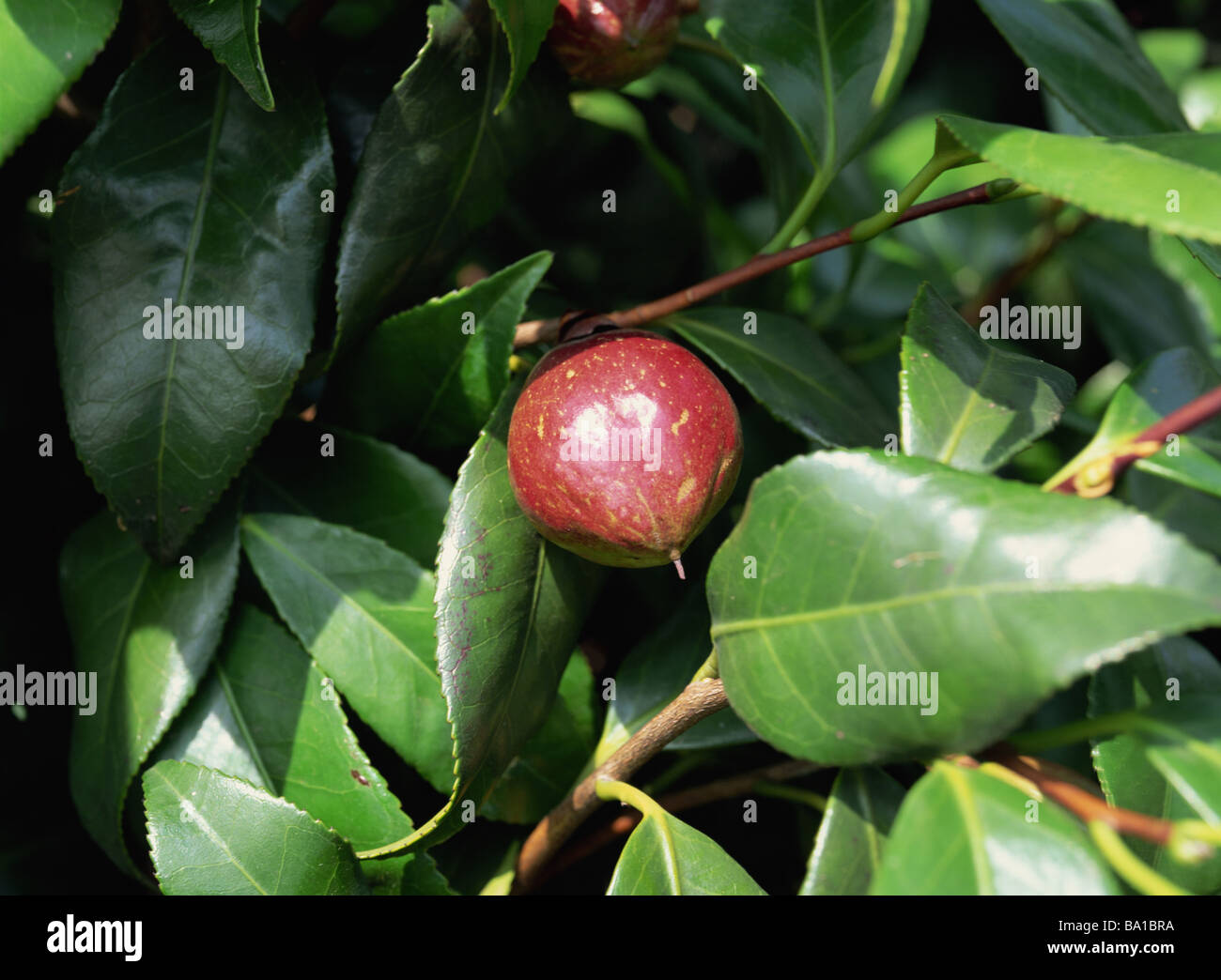 Camellia Japonica Frucht und Samen Stockfotografie - Alamy