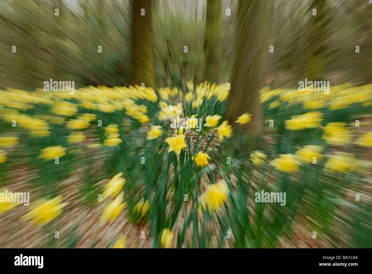 Narzissen Feld im Wald außerhalb des Fokus als Zoom-Effekt Stockfoto