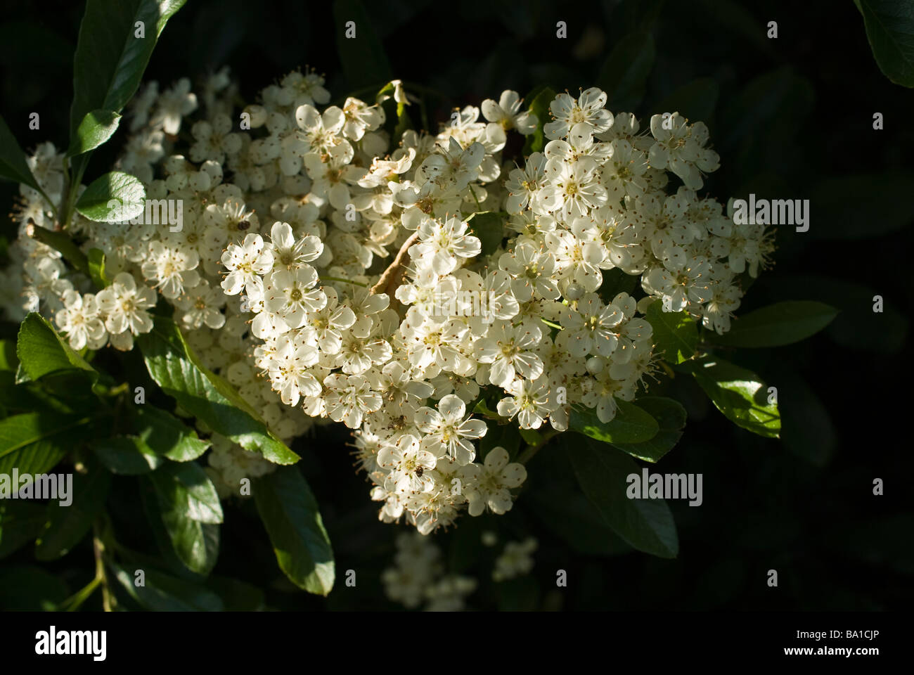 Frühling blühen Deutzie X elegantimisima Rosealind AGM Stockfoto