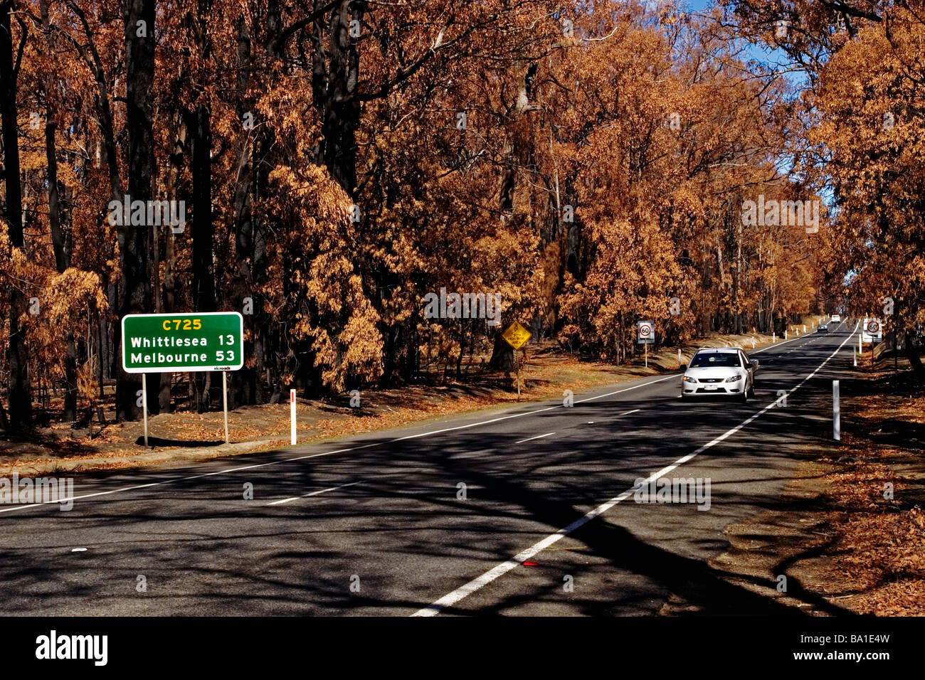 Bush-Feuer-Australien / Bäume zerstört durch den Feuersturm neben einer Autobahn. Kinglake Victoria Australien. Stockfoto