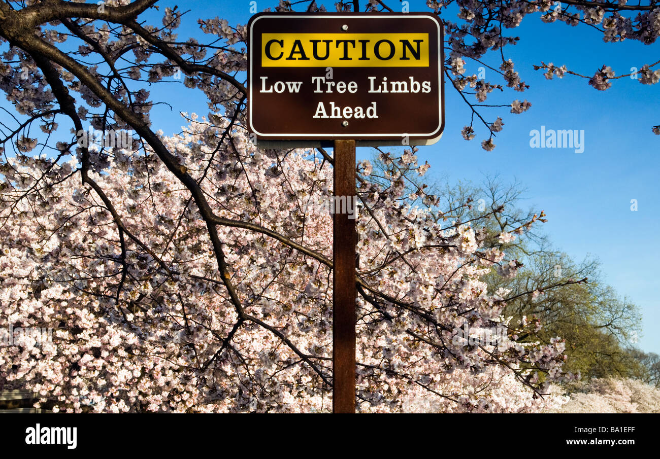 Einem niedrigen Ast unterzeichnen in Washington D.C. Cherry Blossom Festival. Stockfoto