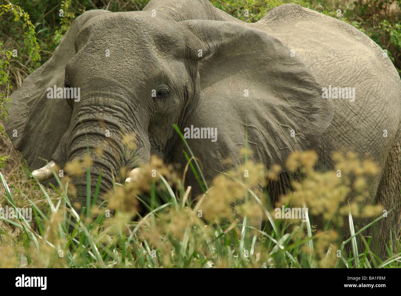 Afrikanischer Elefant - Loxodonta africana Stockfoto