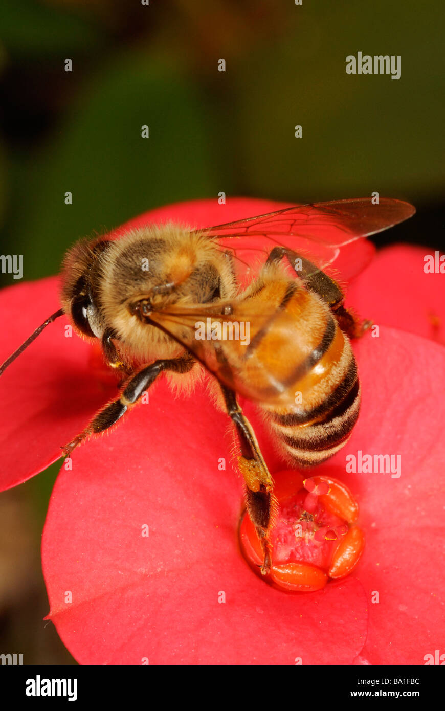 Honigbiene auf Futtersuche auf Krone von Dornen Blume Stockfoto