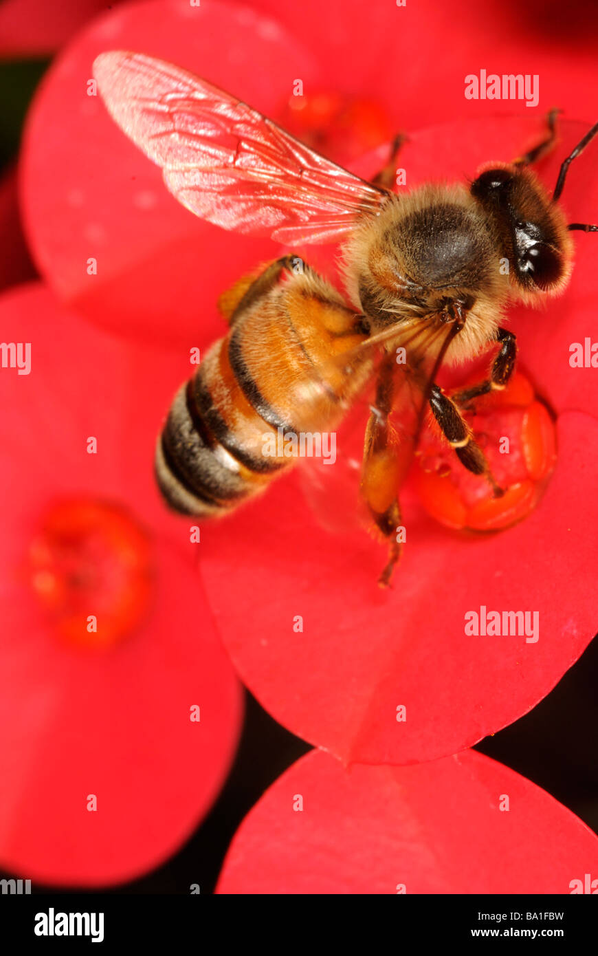 Honigbiene auf Futtersuche auf Krone von Dornen Blume Stockfoto