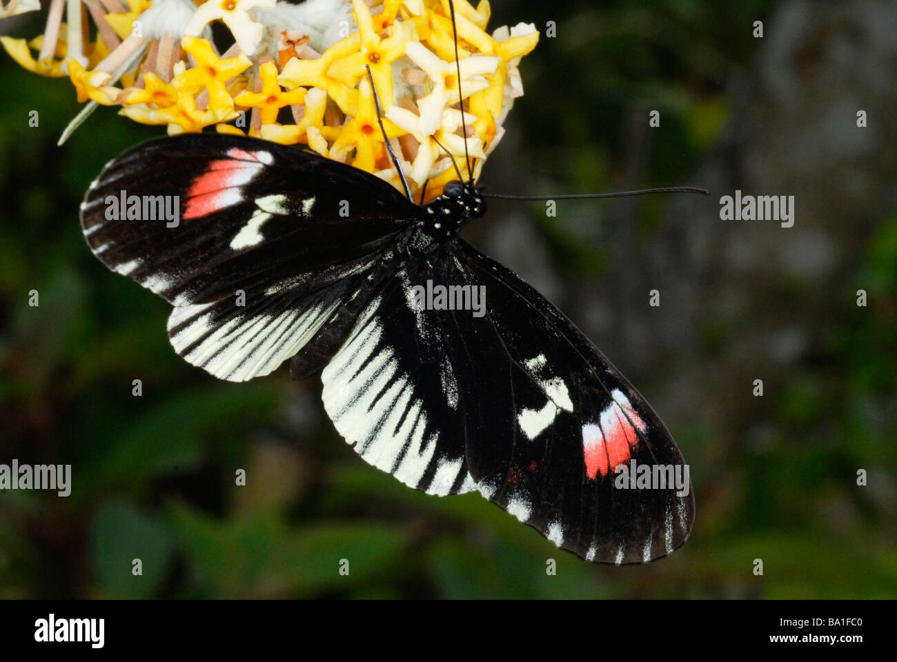Postbote Schmetterling, Heliconius melpomene Stockfoto
