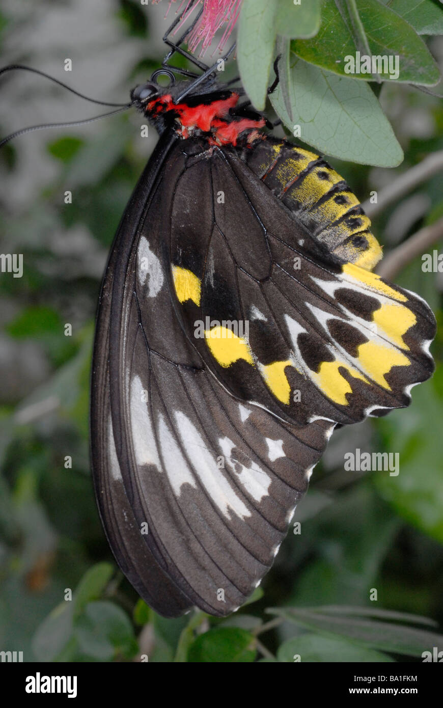 weibliche Cairns Birdwing Schmetterling Ornithoptera euphorion Stockfoto