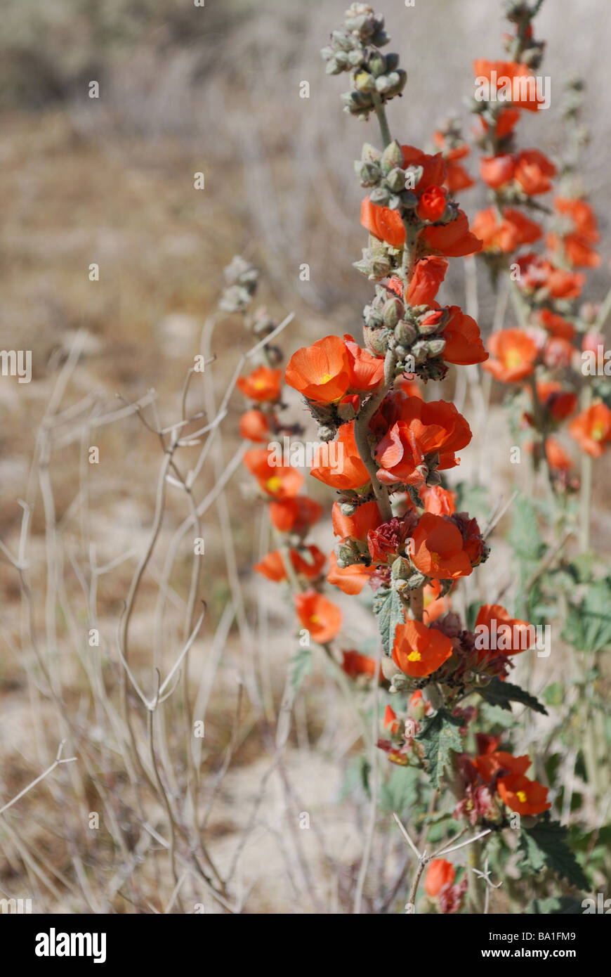 Sphaeralcea Ambigua, Wüste Stockrosen, die am meisten Trockenheit Mitglied der Malve Familie (Malvaceae), Aprikose Mallow Stockfoto