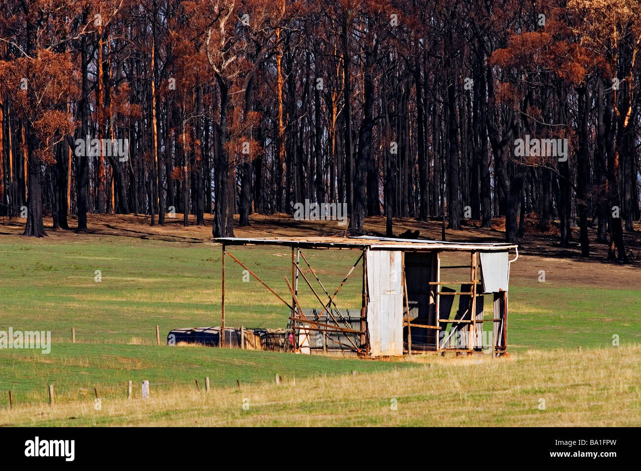 Bush-Feuer-Australien / Feuer beschädigte Buschland umgibt eine Farm in einem Paddock zu vergießen. Kinglake Victoria Australien. Stockfoto