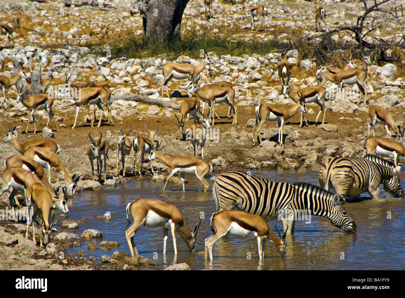 Zebras und Springbok am Wasserloch, Okaukuejo, Etosha Nationalpark, Namibia Stockfoto