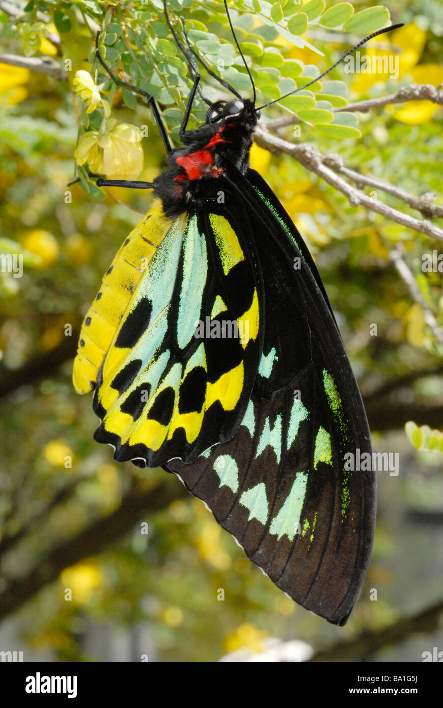 männliche Cairns Birdwing Schmetterling Ornithoptera euphorion Stockfoto