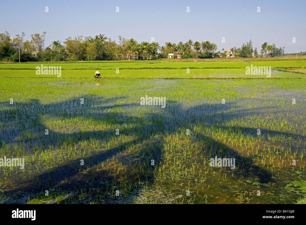 Vietnamesische Landwirt tendenziell ein Reisfeld in der Nähe von Hoi An Vietnam Stockfoto