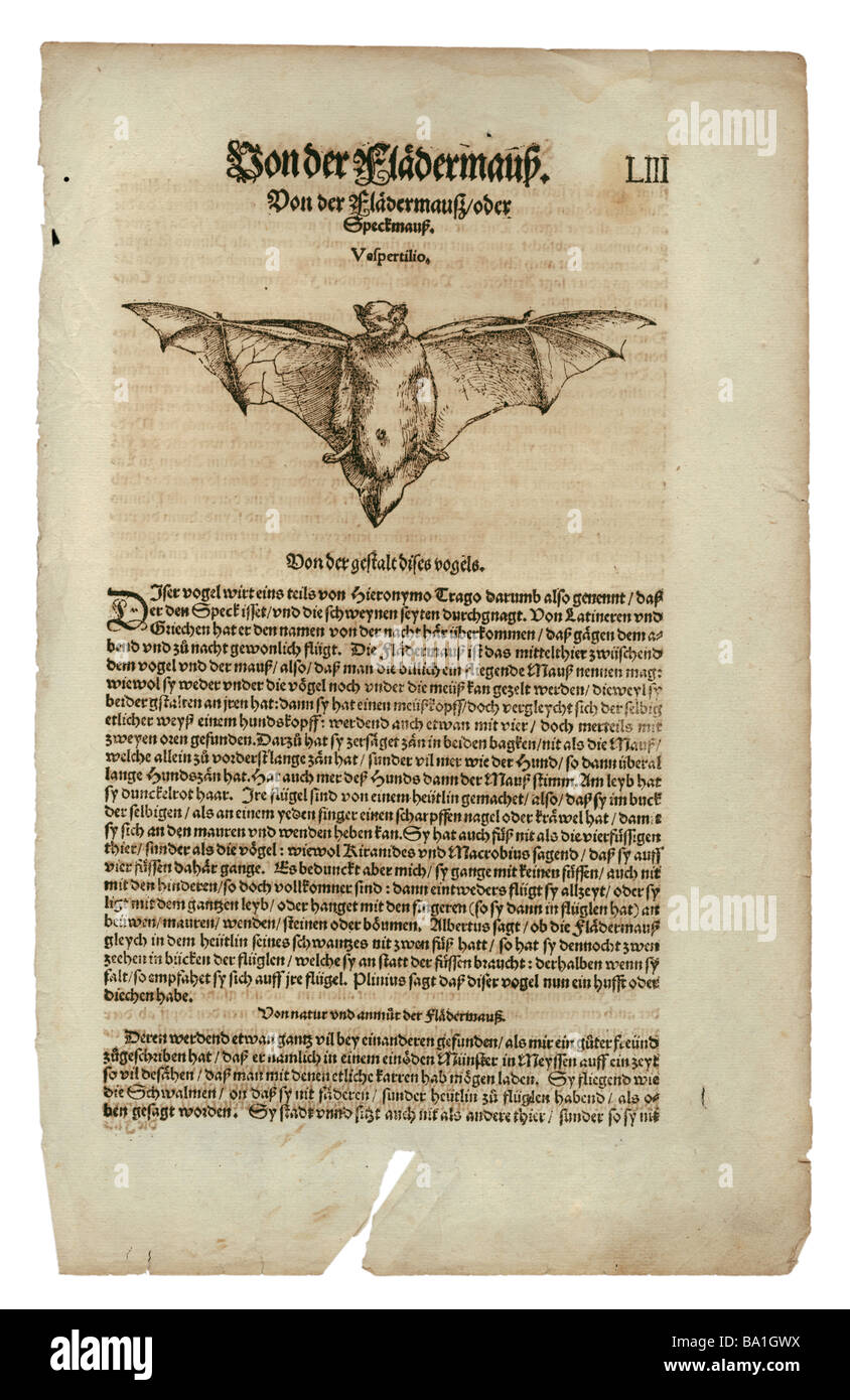 Zoologie/Tiere, Lehrbücher, "Historia animalium", von Conrad Gessner, Zürich, Schweiz, 1551 - 1558, vespertilionide Fledermaus (Vespertilio), Holzschnitt, Stockfoto