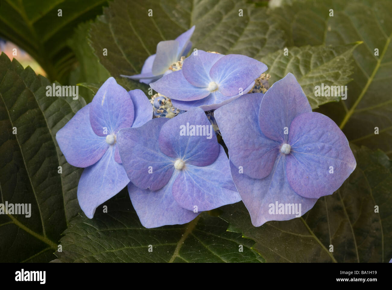 Hydrangea Macrophylla 'Blaumeise', Ortensia, Hydrangeaceae Stockfoto