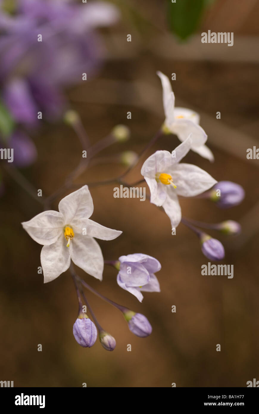 Potato Vine Solanum Jasminoides, Solanaceae, Brasilien Stockfoto