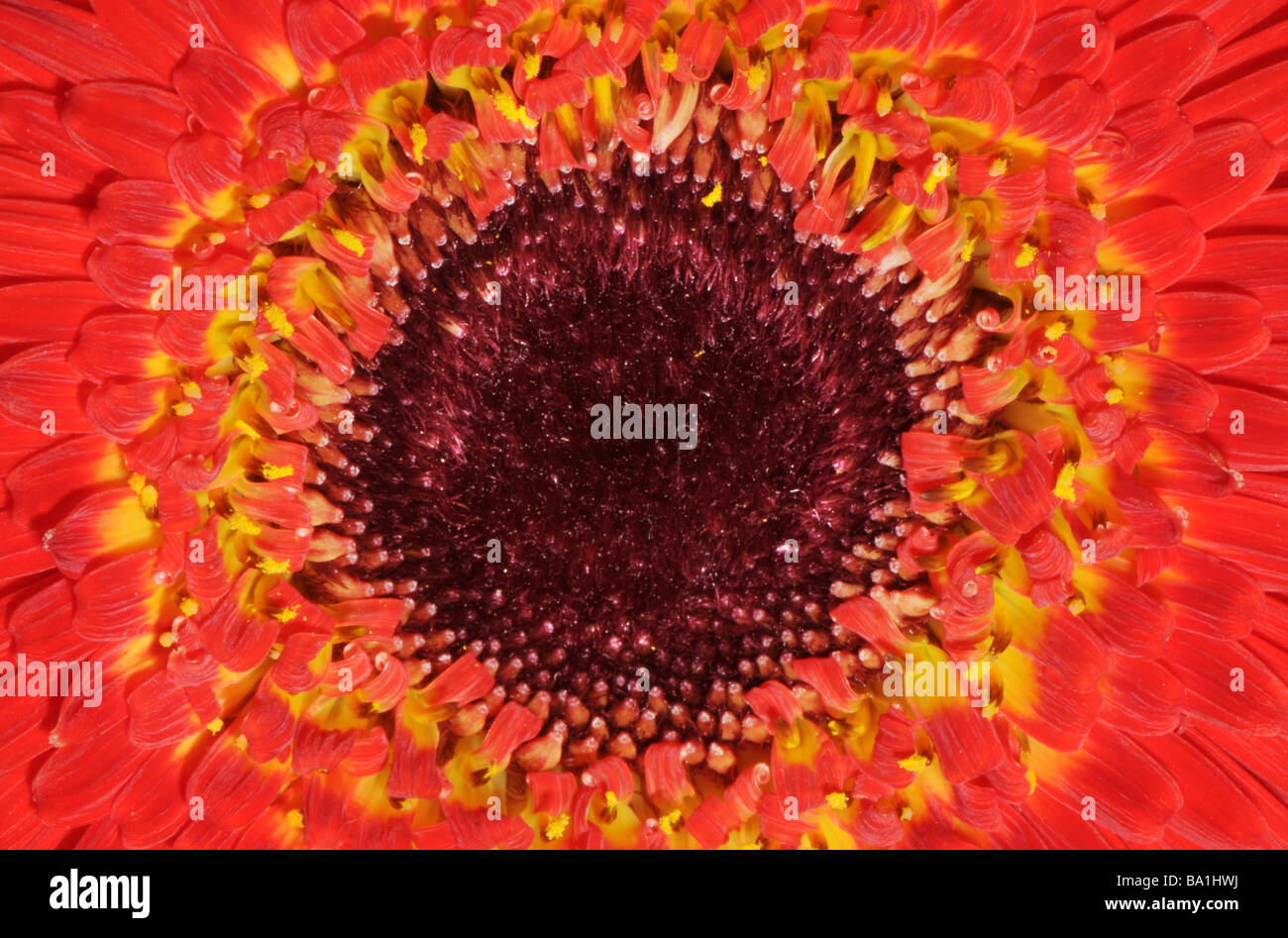 Nahaufnahme des Zentrums der Chrysantheme Blume Stockfoto