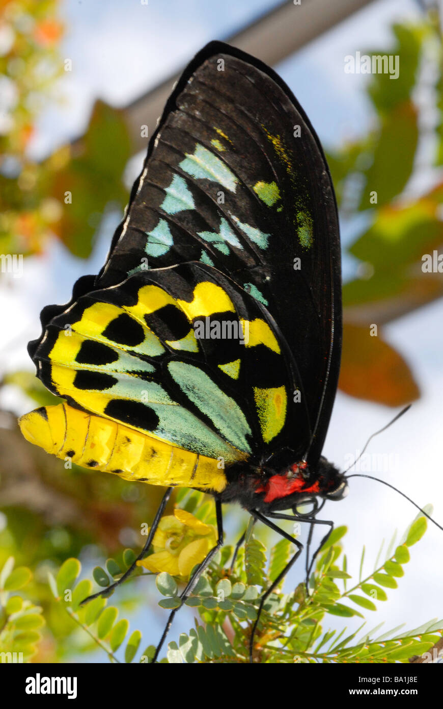 männliche Cairns Birdwing Schmetterling Ornithoptera euphorion Stockfoto