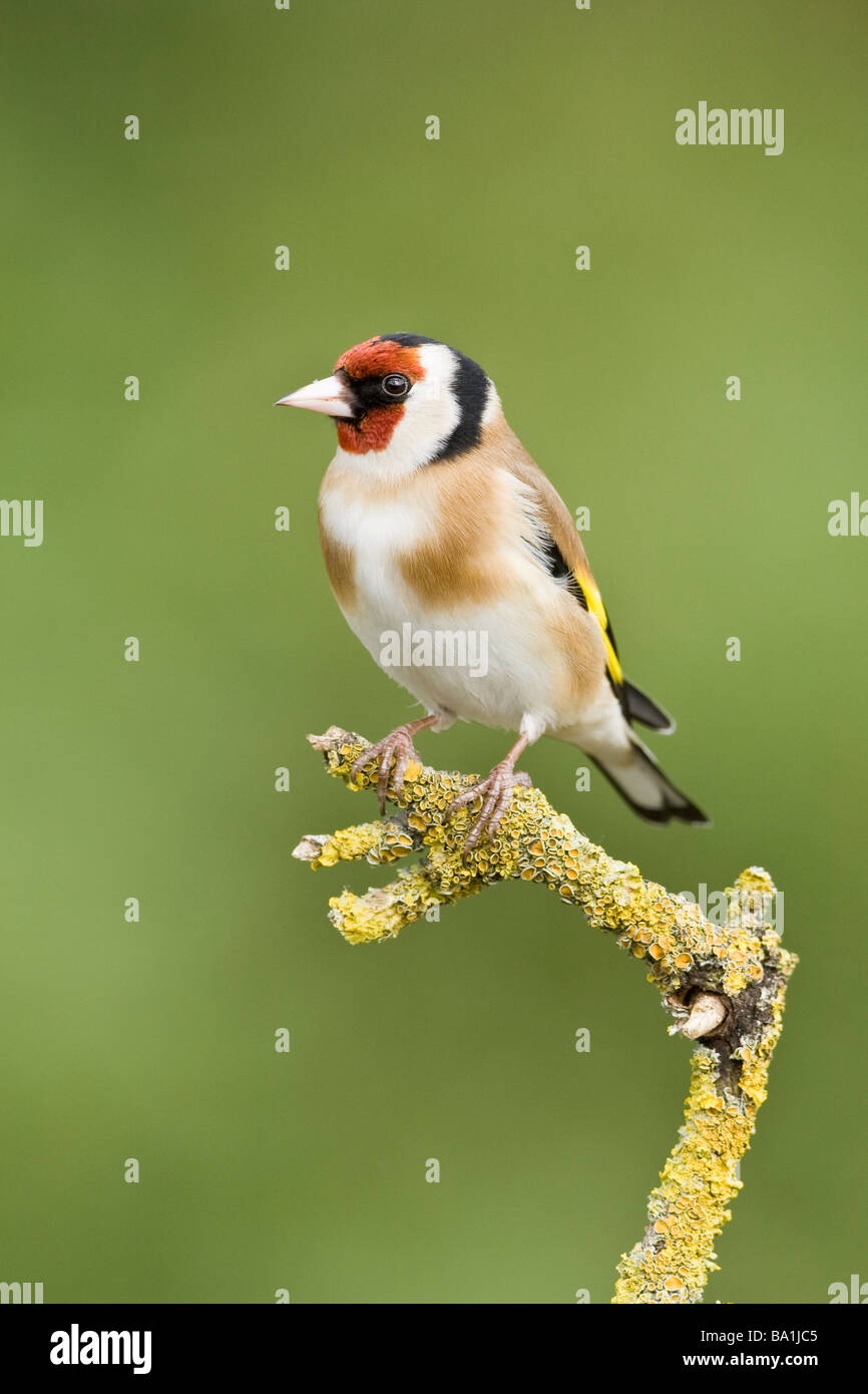 Erwachsenen Stieglitz auf Flechten bedeckt branch Stockfoto
