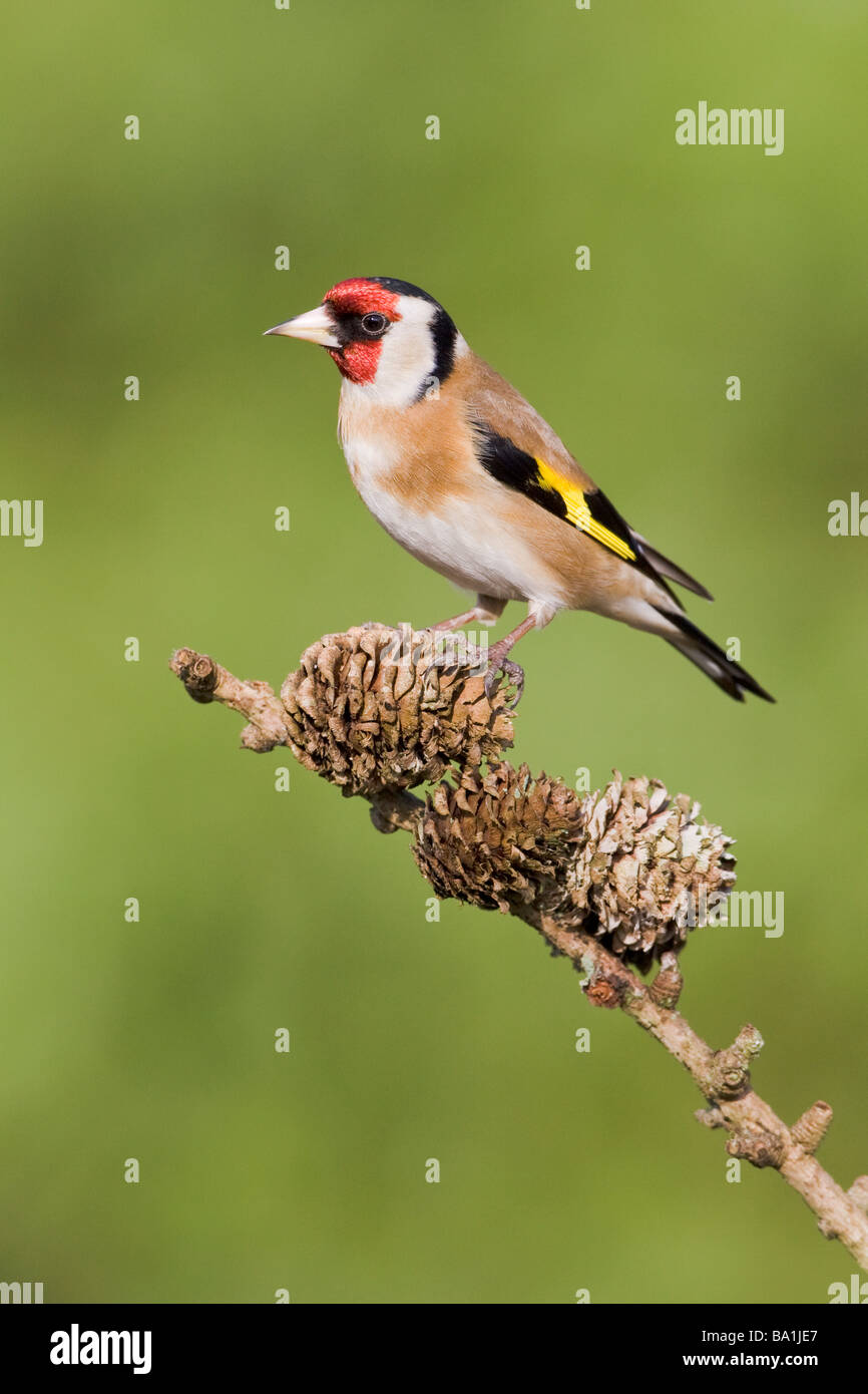 Erwachsenen Stieglitz auf Tannenzweig mit Zapfen Stockfoto