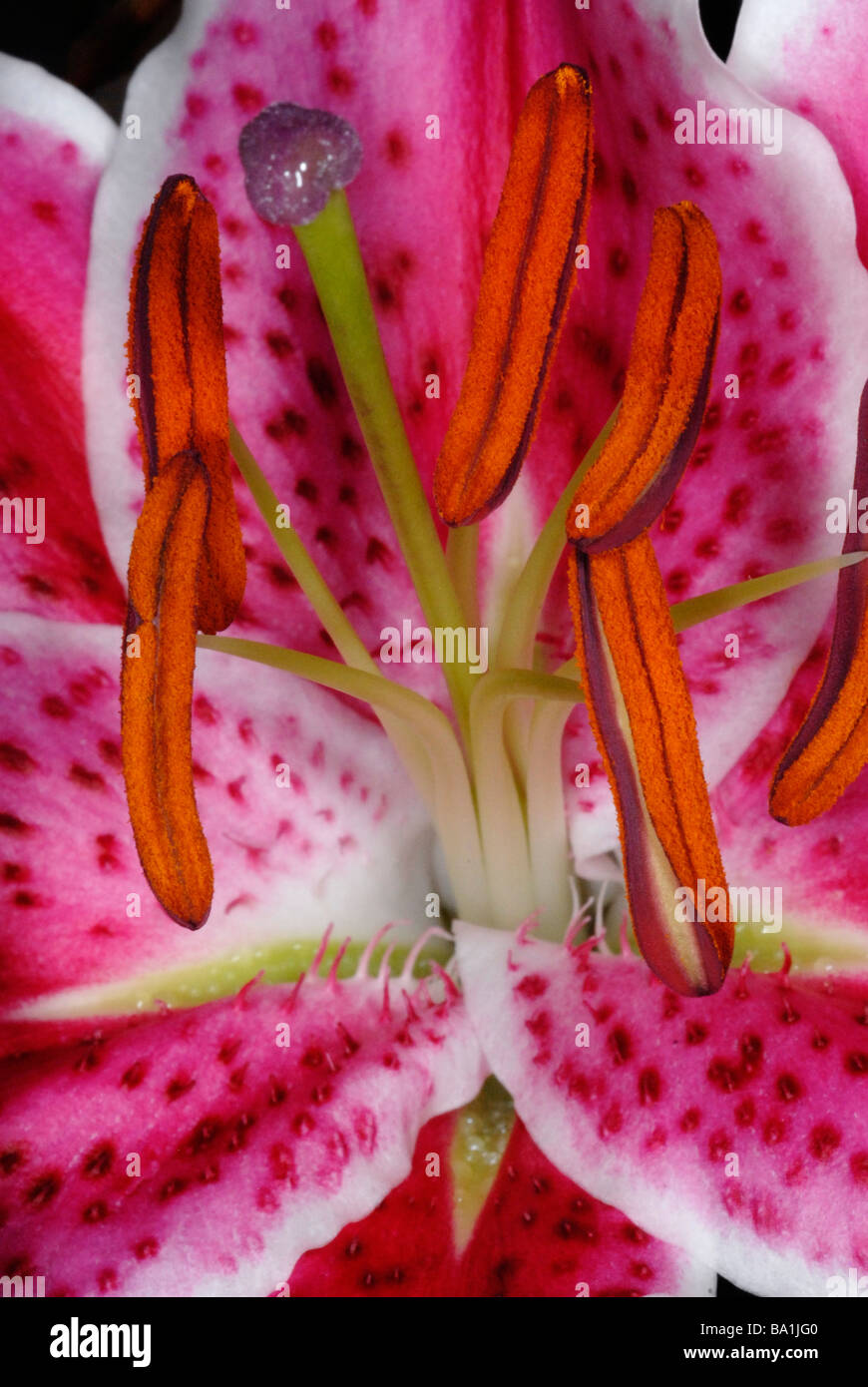 Orientalische Lilie Starfighter, botanischer Name: Lilium "Starfighter" Stockfoto