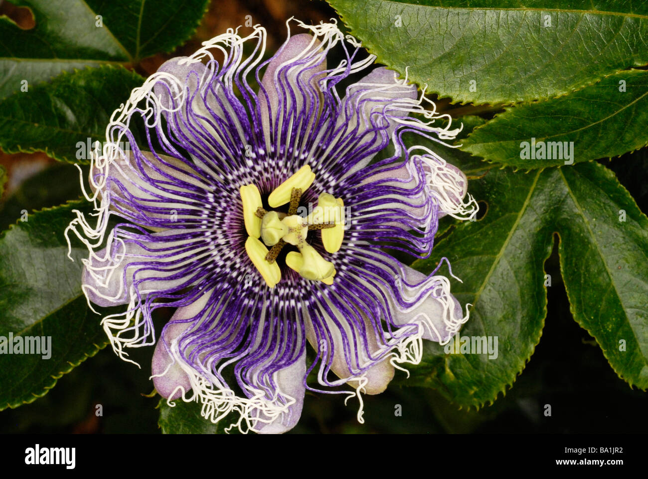 Nahaufnahme von Passionsblume Passiflora Elizabeth Stockfoto