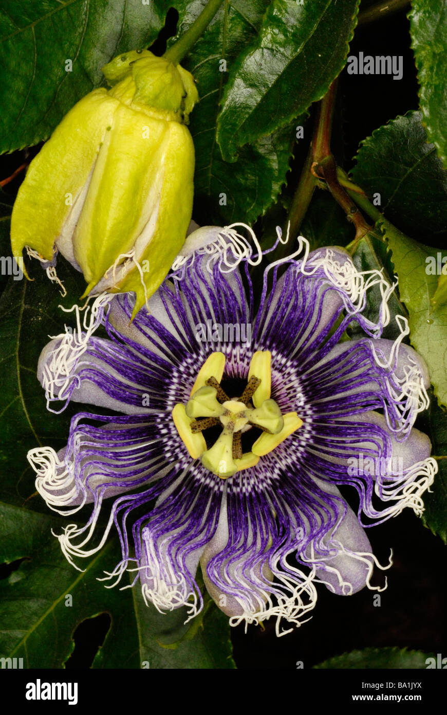 Nahaufnahme von Passionsblume Passiflora Elizabeth Stockfoto
