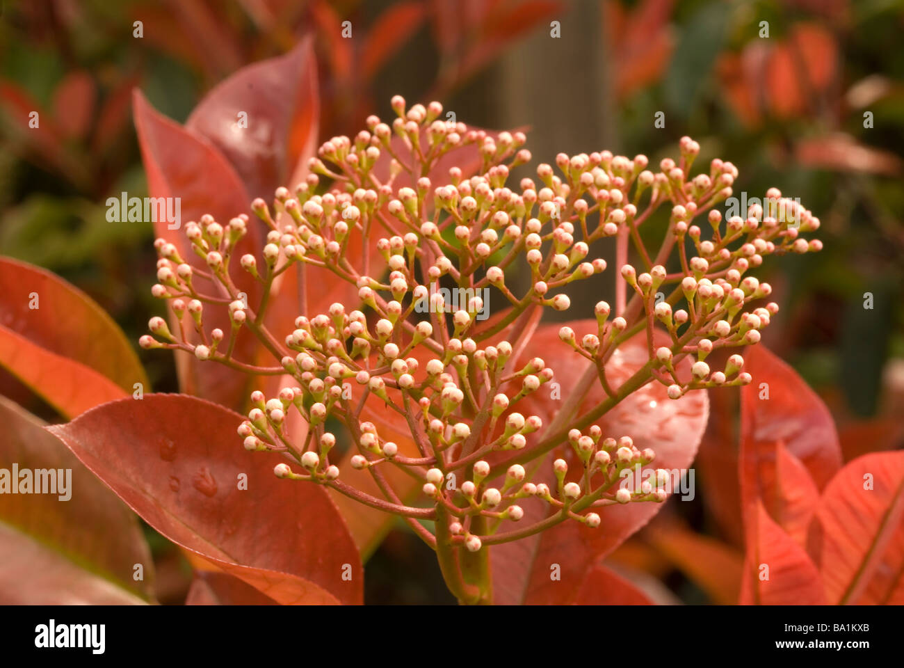 Photinia X fraseri Blumen nah oben, Rosengewächse Stockfotografie - Alamy