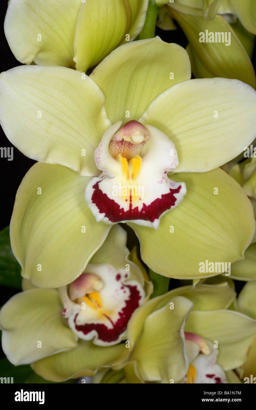 Nahaufnahme des Zentrums der Orchidee Cymbidium Stockfoto