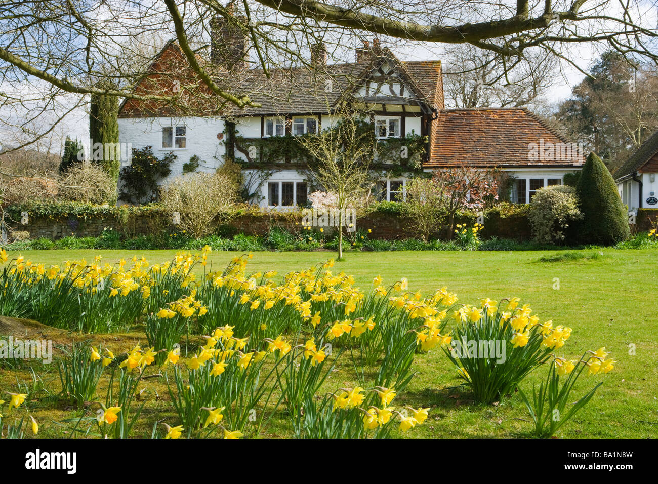 Ferienhaus und Narzissen. Shamley Green, Surrey, UK Stockfoto