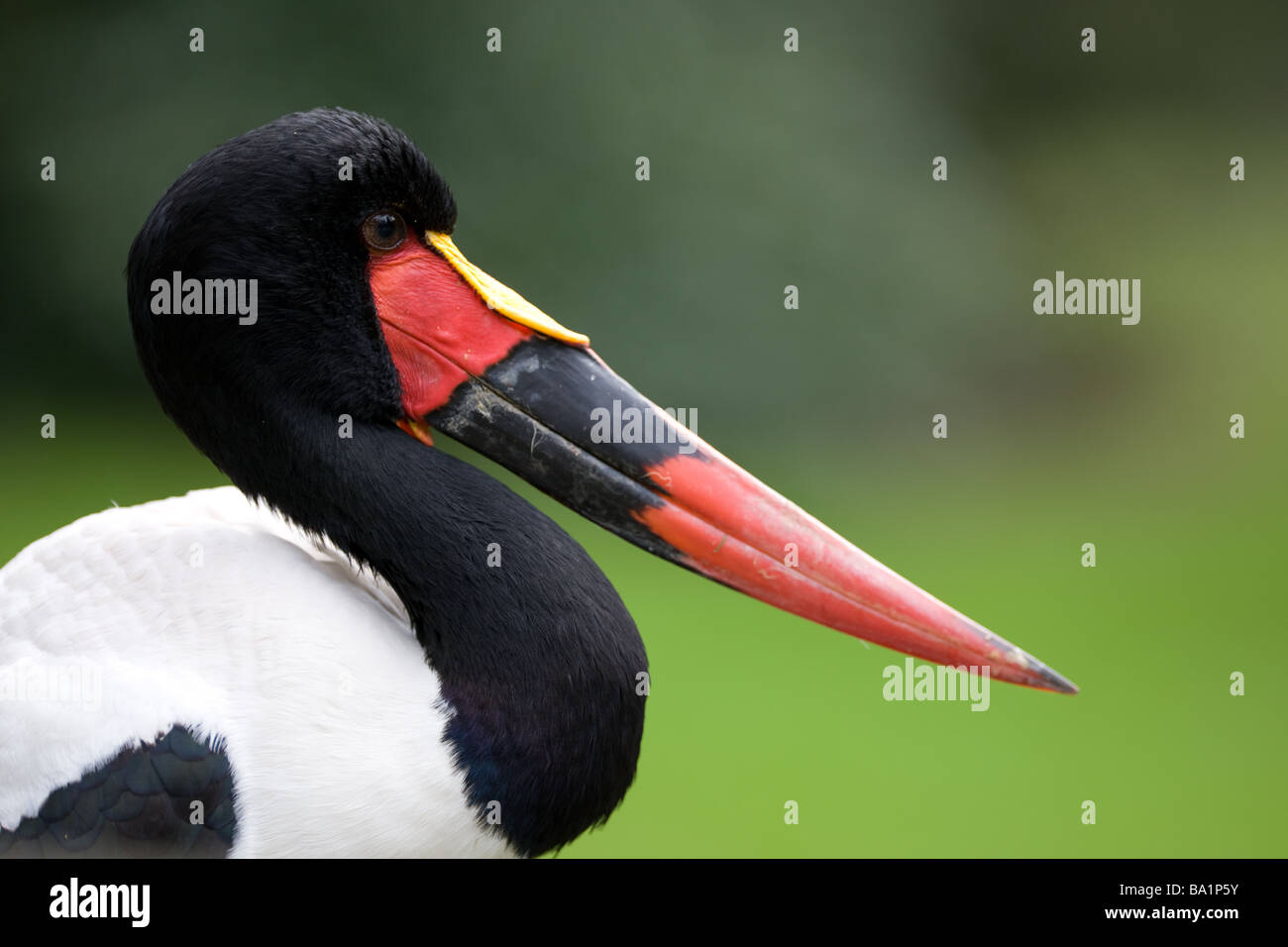 Sattel in Rechnung Storch - Nahrung senegalensis Stockfoto