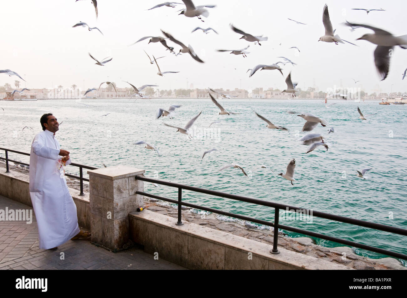 Männer, die Fütterung der Vögel am Ufer des Dubai Creek in Bur Dubai Stockfoto