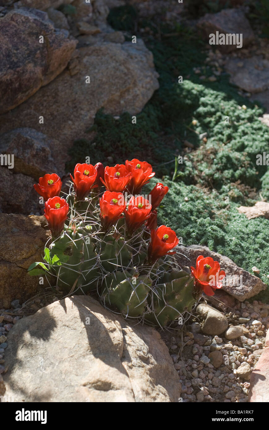 Claret Cup Kaktus Blüte Echinocereus triglochidiatus Stockfoto