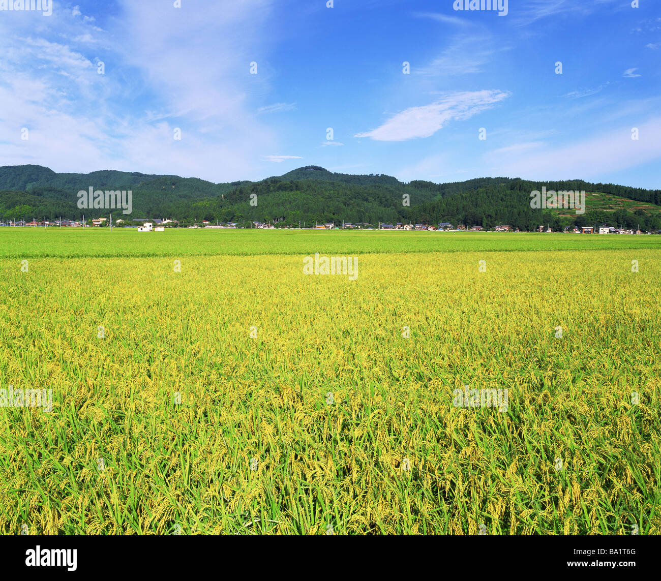 Reisfeld mit Bergen im Hintergrund Stockfoto