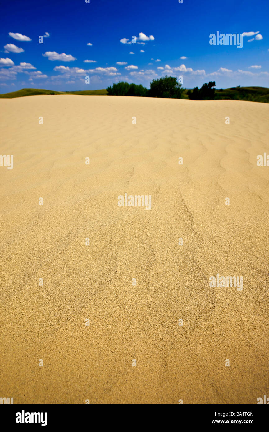 Sanddünen im Great Sand Hills in der Nähe von Zepter Saskatchewan Kanada Stockfoto