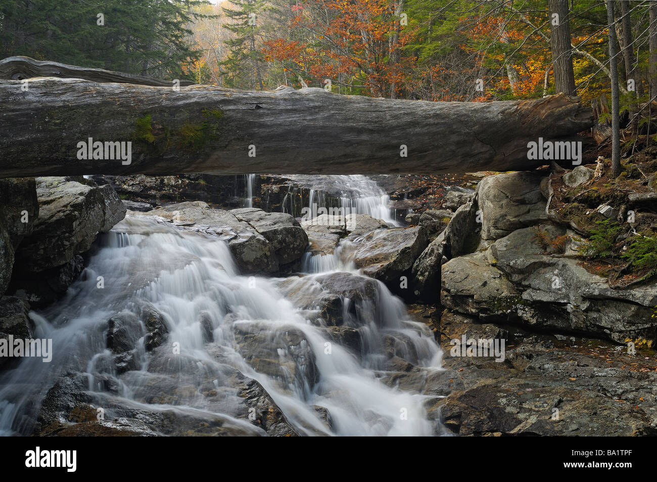 Gefallenen Baumriesen in New Hampshire Wildfluss Stockfoto