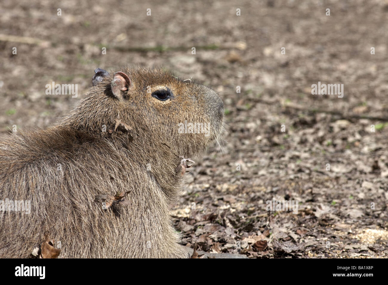 Capybara Hydrochoerus Hydrochaeris Stockfoto