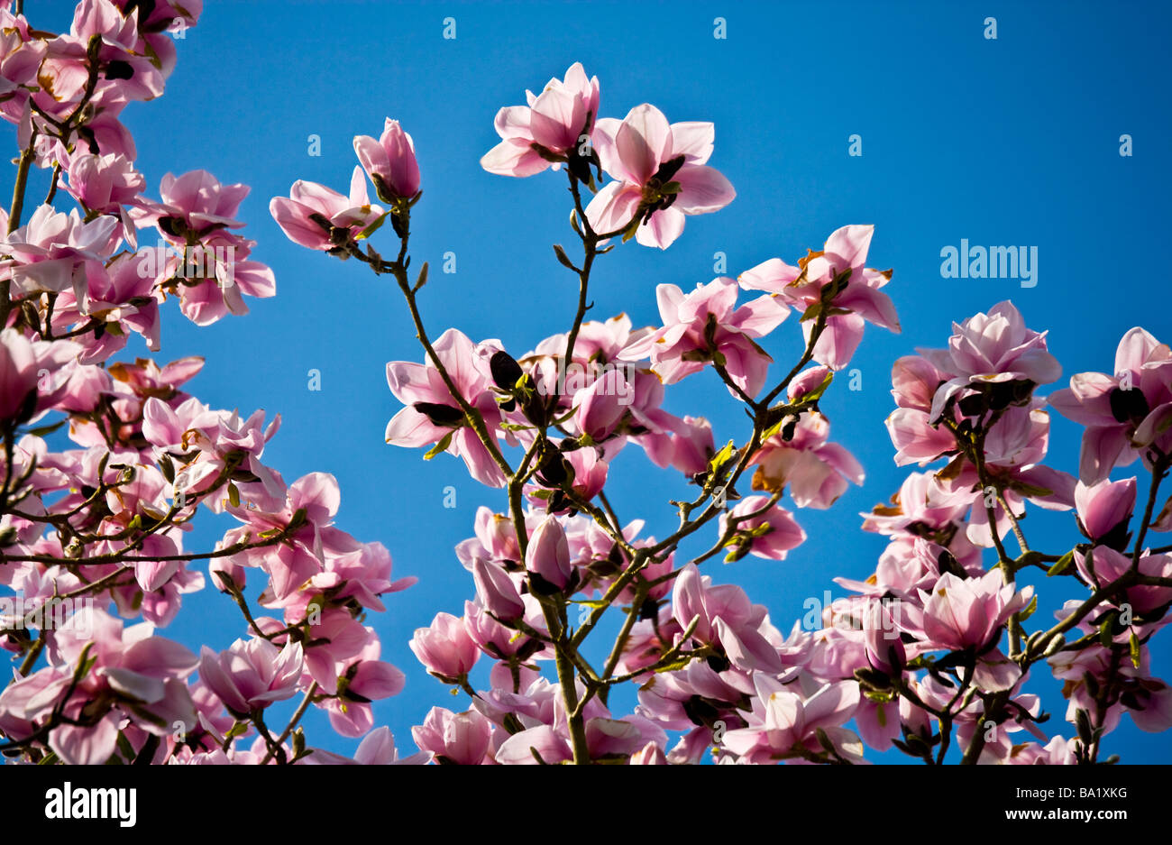 Magnolia Campbellii in Blüte gegen einen tiefen blauen wolkenlosen Himmel Stockfoto