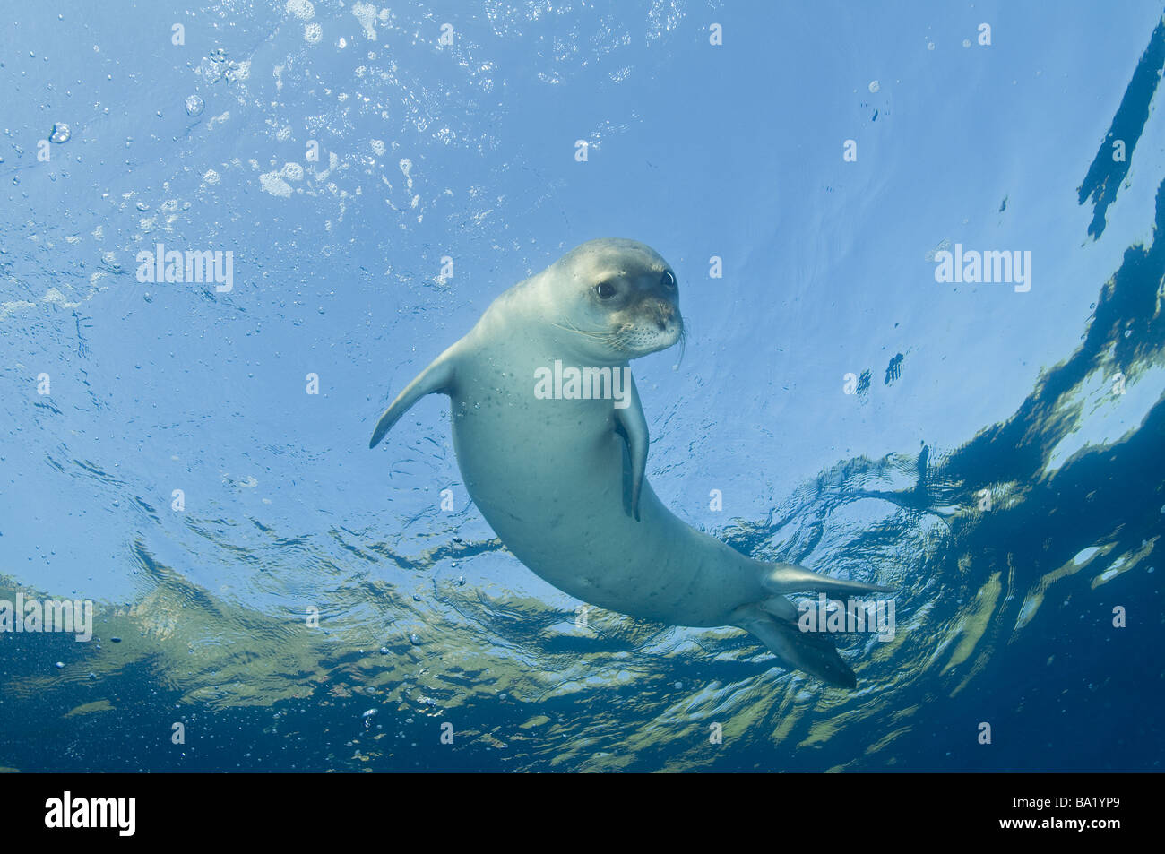 Vom Aussterben bedrohte Arten Mittelmeer-Mönchsrobben Dichtung, Monachus Monachus, Unterwasser, Weiblich Gökova-Türkei. Stockfoto