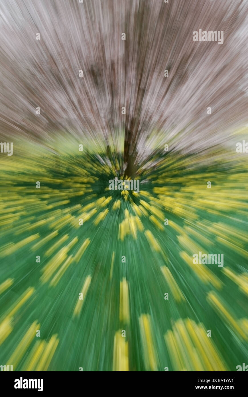Narzissen und Kirschbaum aus dem Fokus als Zoom-Effekt Stockfoto