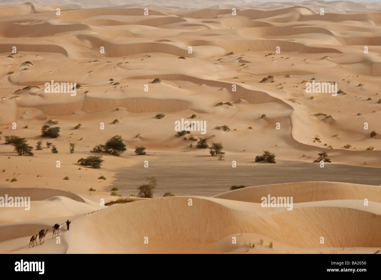 Kamel-Karawane in den Sanddünen der Wüste in der Nähe von Chinguetti Mauretanien Sarhara Stockfoto