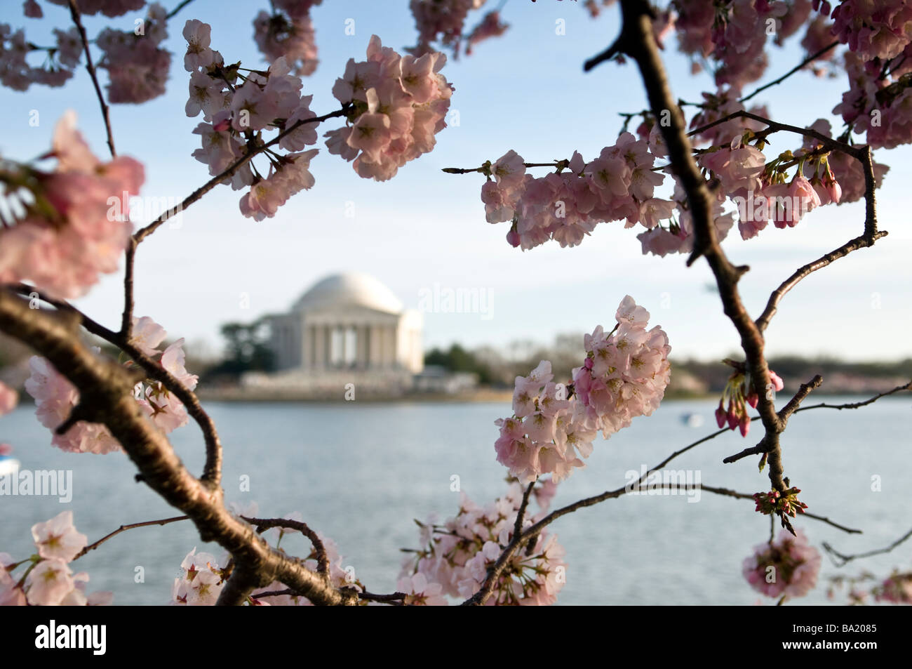 Das Cherry Blossom Festival in Washington, D.C. in der Nähe von Jefferson Memorial Stockfoto