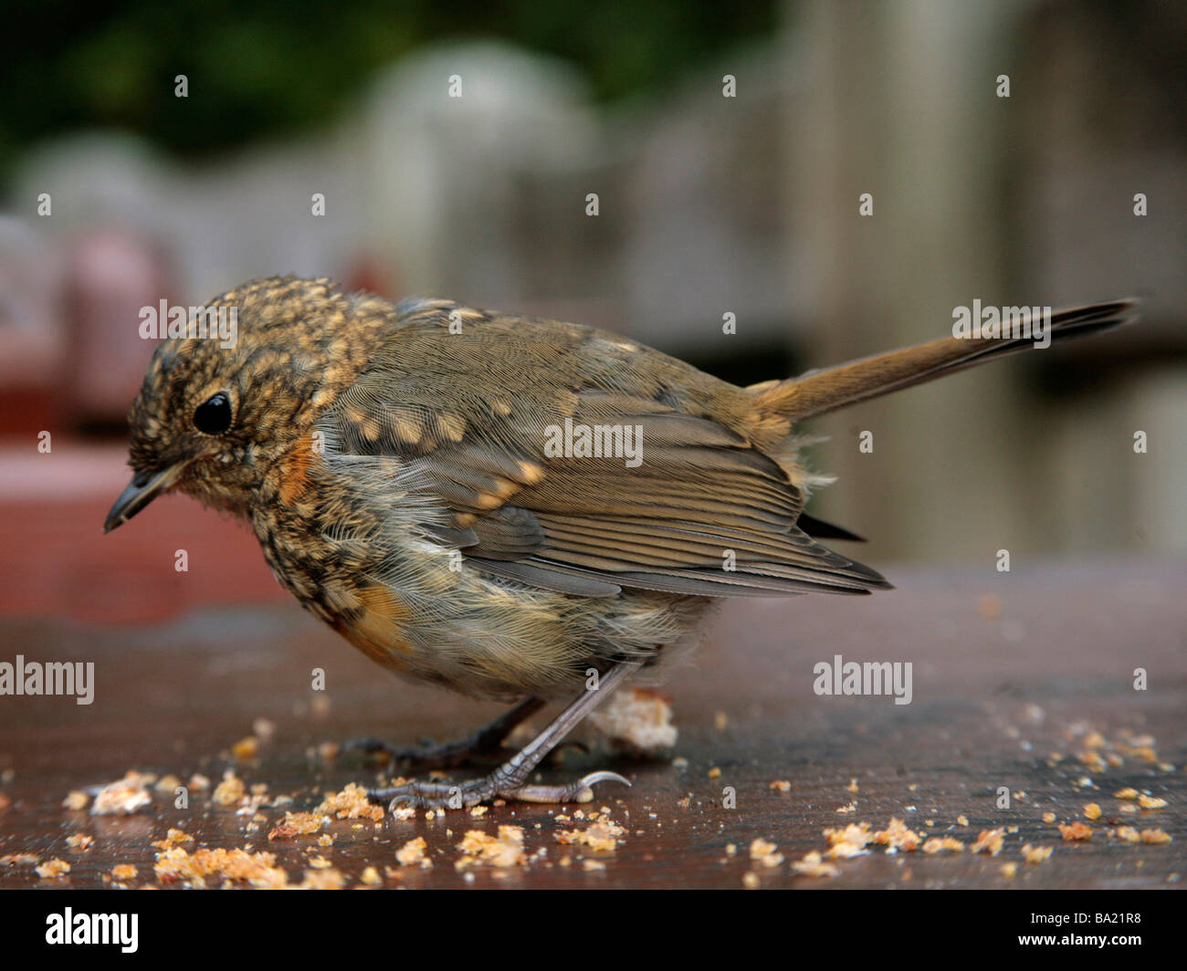 Ein junger junge Robin mit einigen Vogelfutter Stockfoto