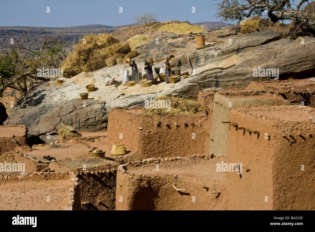Frauen, die sieben Körner in Youga Piri Dorf in zahlt Dogon in Mali Stockfoto