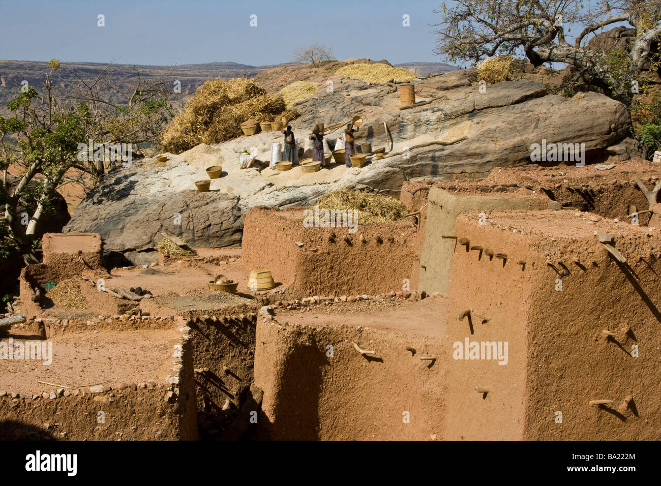 Frauen, die sieben Körner in Youga Piri Dorf in zahlt Dogon in Mali Stockfoto