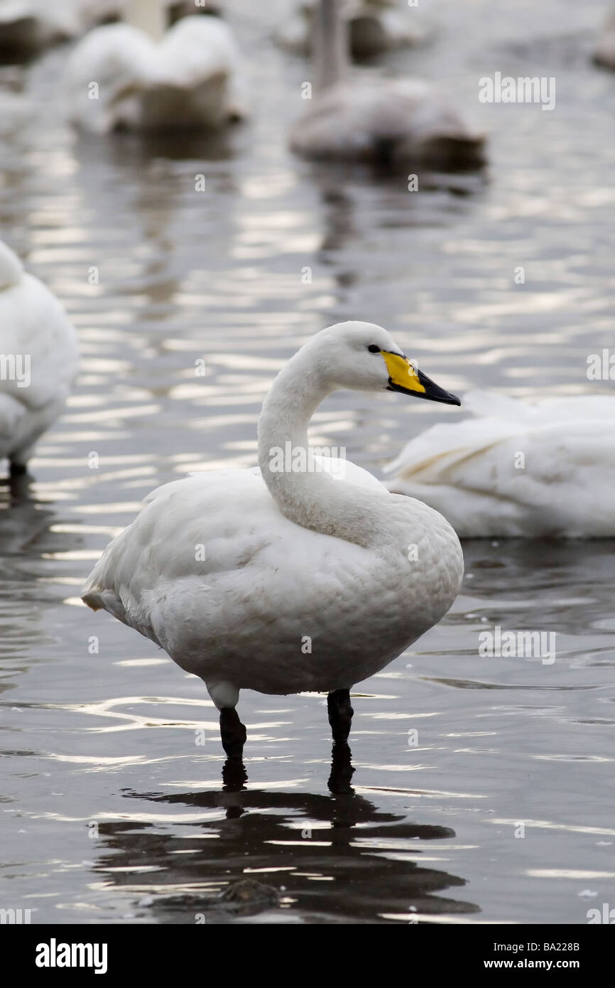 Whooper Schwan Cygnus cygnus Stockfoto